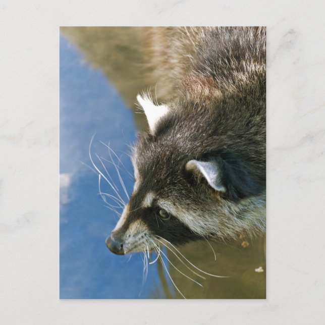 Racoon Postcard (Front)