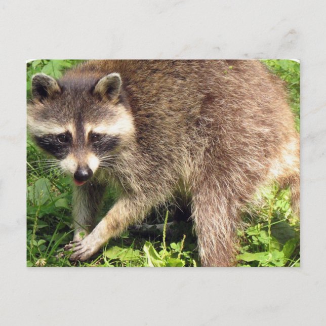 Racoon Postcard (Front)