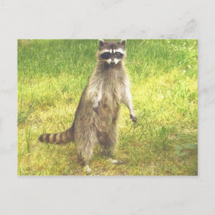 Racoon Postcard