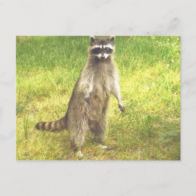 Racoon Postcard (Front)