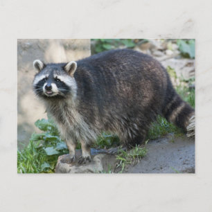 Racoon Postcards