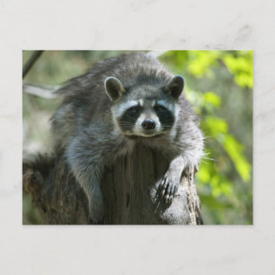 Racoon Postcards