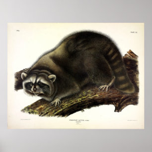 Racoon (Procyon Lotor) by Audubon Poster