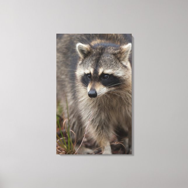 Racoon, Procyon lotor, Florida Canvas Print (Front)