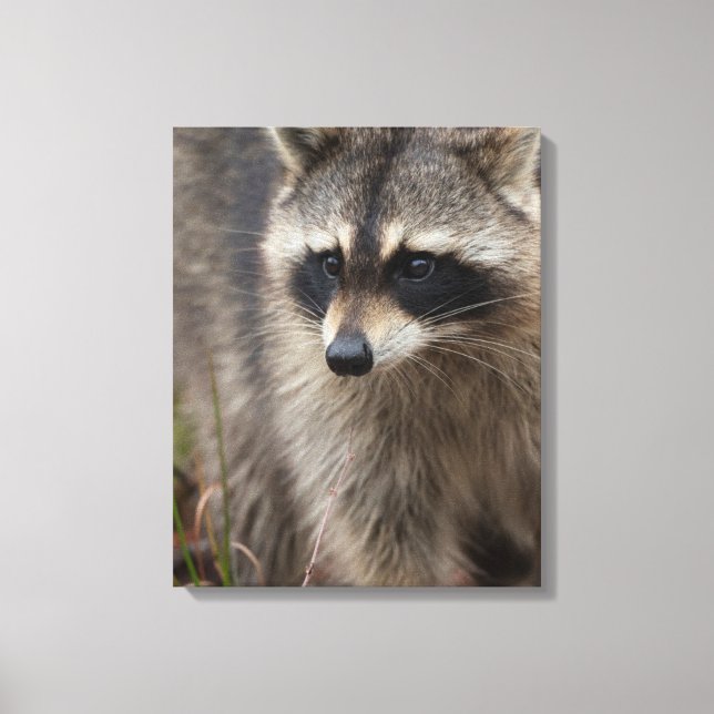 Racoon, Procyon lotor, Florida Canvas Print (Front)