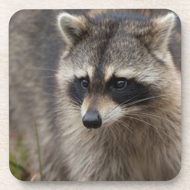 Racoon, Procyon lotor, Florida Coaster (Front)