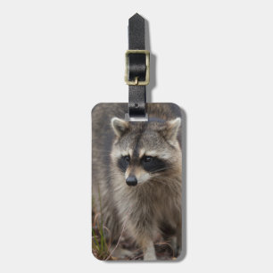Racoon, Procyon lotor, Florida Luggage Tag