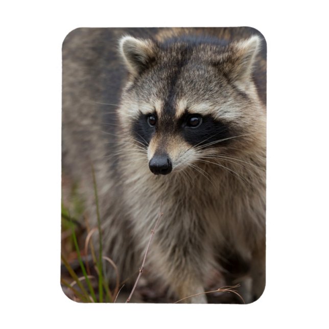 Racoon, Procyon lotor, Florida Magnet (Vertical)