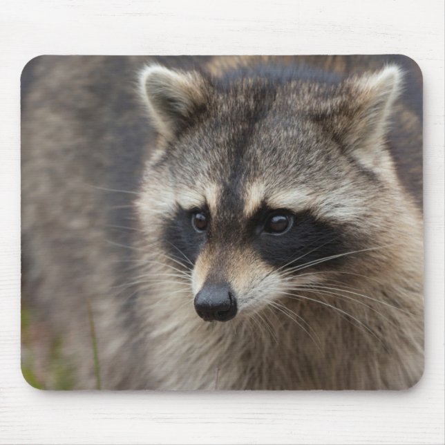 Racoon, Procyon lotor, Florida Mouse Mat (Front)
