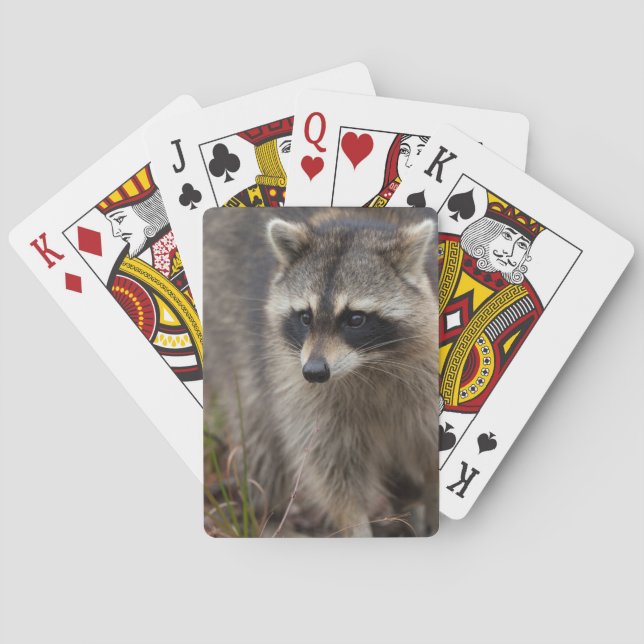 Racoon, Procyon lotor, Florida Playing Cards (Back)