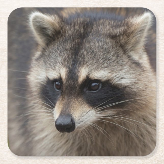 Racoon, Procyon lotor, Florida Square Paper Coaster (Front)