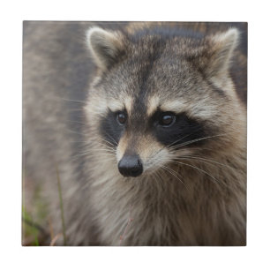 Racoon, Procyon lotor, Florida Tile