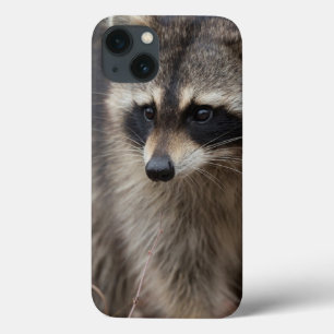 Racoon, Procyon lotor, Florida, USA 1 iPhone 13 Case