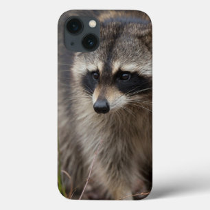 Racoon, Procyon lotor, Florida, USA 1 iPhone 13 Case