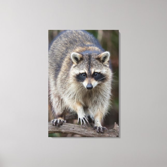 Racoon, Procyon lotor, Florida, USA 2 Canvas Print (Front)