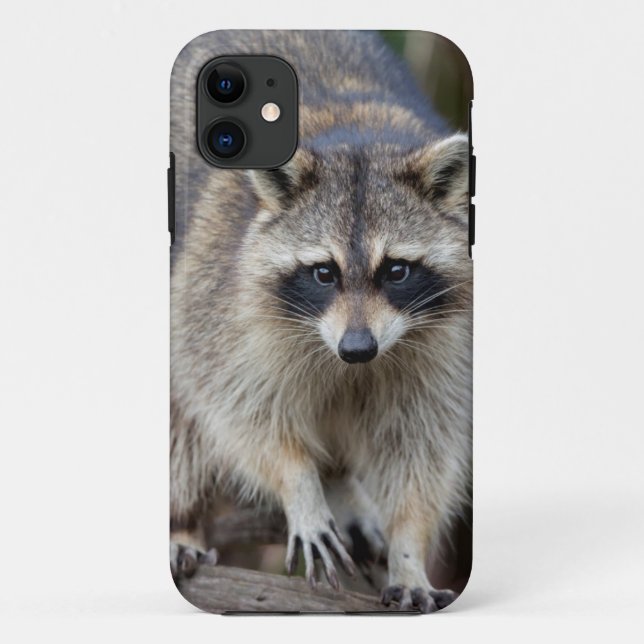 Racoon, Procyon lotor, Florida, USA 2 Case-Mate iPhone Case (Back)