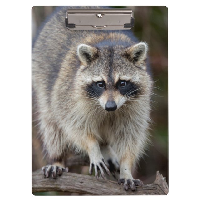 Racoon, Procyon lotor, Florida, USA 2 Clipboard (Front)