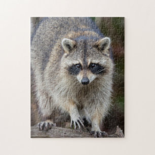 Racoon, Procyon lotor, Florida, USA 2 Jigsaw Puzzle