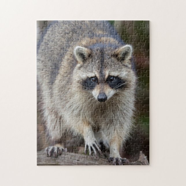 Racoon, Procyon lotor, Florida, USA 2 Jigsaw Puzzle (Vertical)