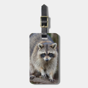 Racoon, Procyon lotor, Florida, USA 2 Luggage Tag