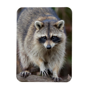 Racoon, Procyon lotor, Florida, USA 2 Magnet