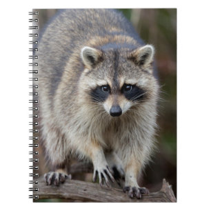 Racoon, Procyon lotor, Florida, USA 2 Notebook