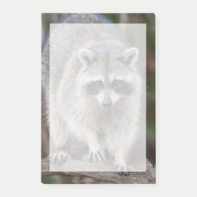 Racoon, Procyon lotor, Florida, USA 2 Post-it Notes (Front)