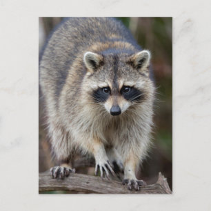Racoon, Procyon lotor, Florida, USA 2 Postcard