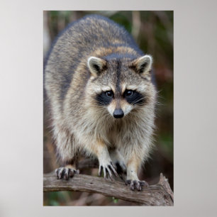 Racoon, Procyon lotor, Florida, USA 2 Poster