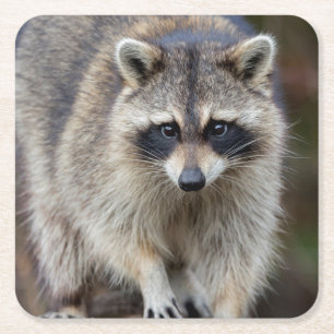 Racoon, Procyon lotor, Florida, USA 2 Square Paper Coaster