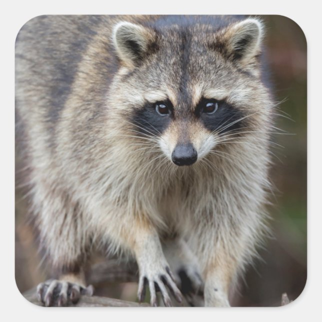 Racoon, Procyon lotor, Florida, USA 2 Square Sticker (Front)