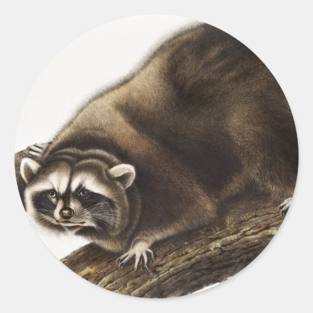 Racoon (Procyon lotor) Illustration Classic Round Sticker (Front)