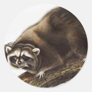Racoon (Procyon lotor) Illustration Classic Round Sticker