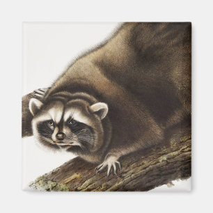 Racoon (Procyon lotor) Illustration Magnet