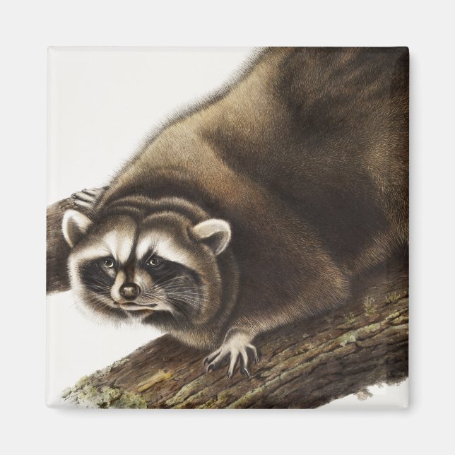 Racoon (Procyon lotor) Illustration Magnet (Front)