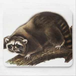 Racoon (Procyon lotor) Illustration Mouse Mat