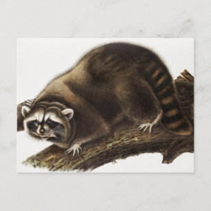 Racoon (Procyon lotor) Illustration Postcard