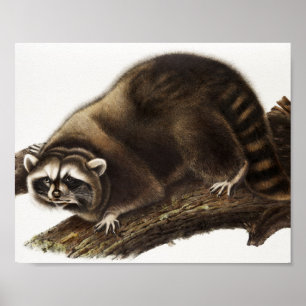 Racoon (Procyon lotor) Illustration Poster