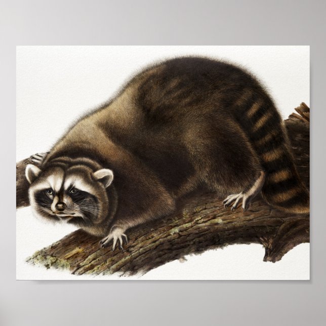 Racoon (Procyon lotor) Illustration Poster (Front)