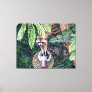 Racoon Raiding the Bird Feeder Canvas Print