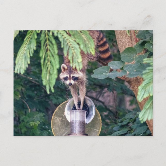 Racoon Raiding the Bird Feeder Postcard (Front)