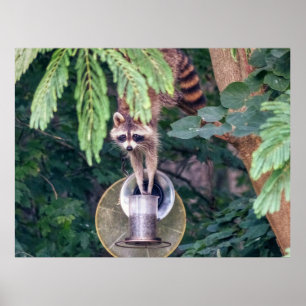 Racoon Raiding the Bird Feeder Poster