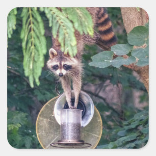 Racoon Raiding the Bird Feeder Square Sticker