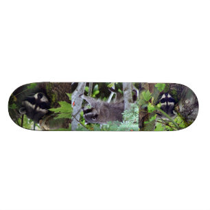 Racoon Skateboard