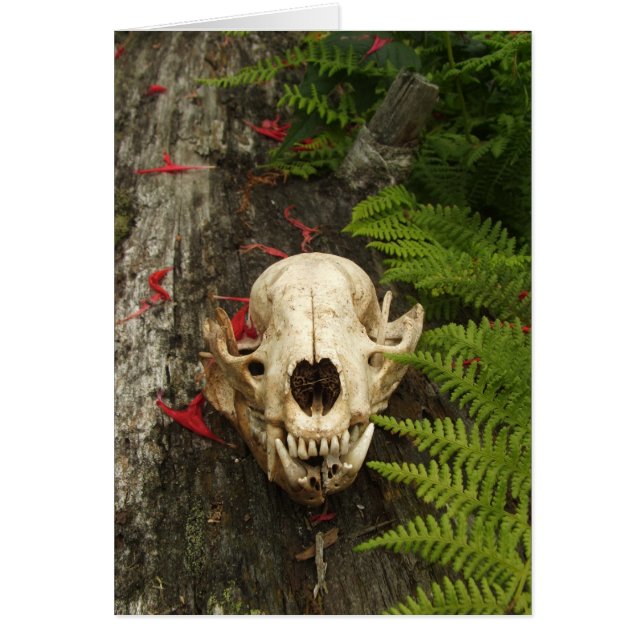 Racoon Skull Old Log Ferns Red Bee Balm Petals (Front)