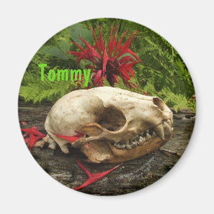 Racoon skull old log with ferns and red Monarda Magnet