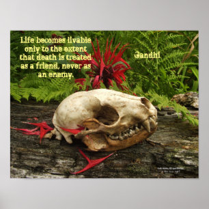 Racoon skull old log with ferns and red Monarda Poster