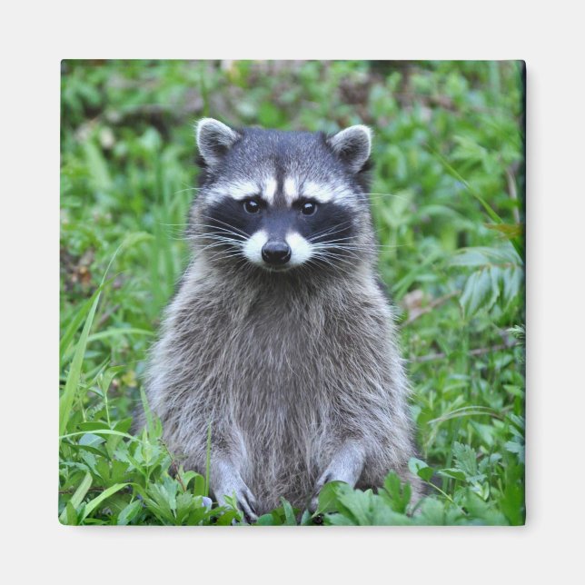 Racoon Standing Magnet (Front)
