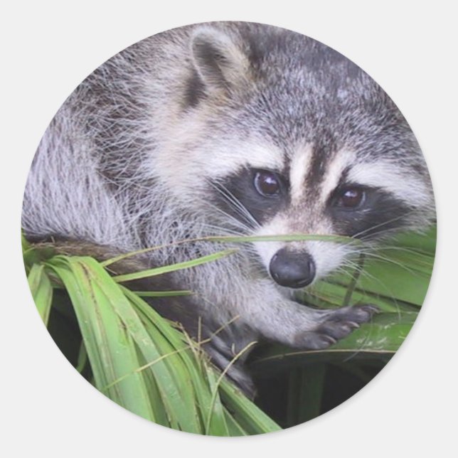 Racoon Stickers (Front)