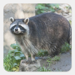 Racoon Stickers